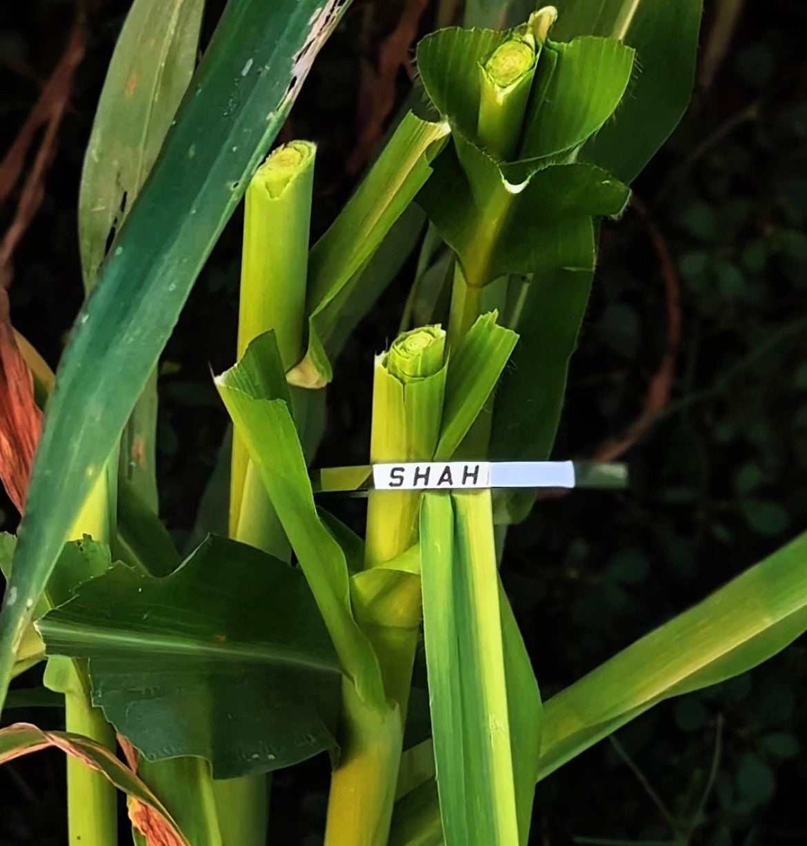 Custom Name Karra – Personalized Silver Plated Bangle